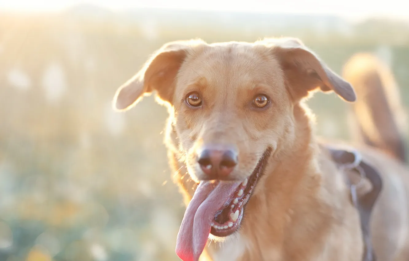 Photo wallpaper look, each, dog