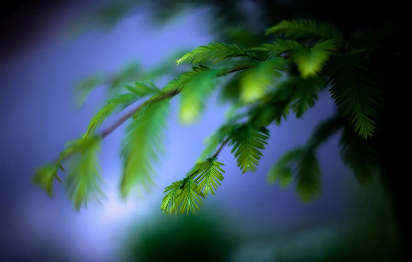 Photo wallpaper leaves, branches, nature