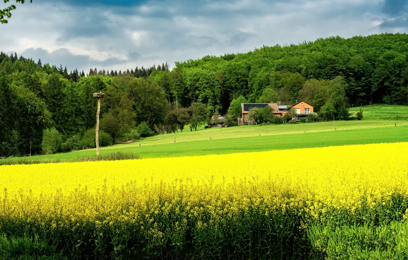 Photo wallpaper flowers, rapeseed field, rape, house, greens, field, meadow, yellow