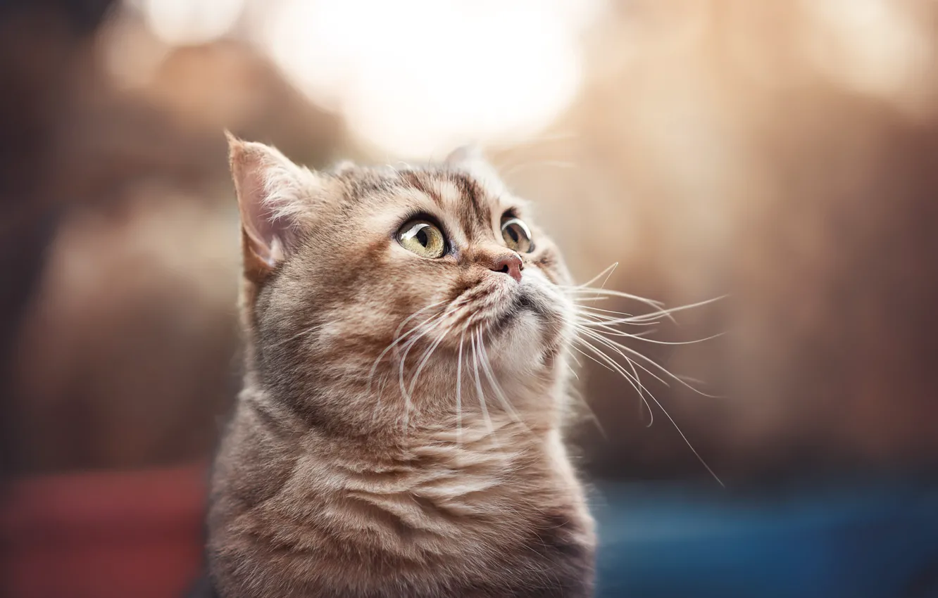 Photo wallpaper cat, cat, look, pose, face