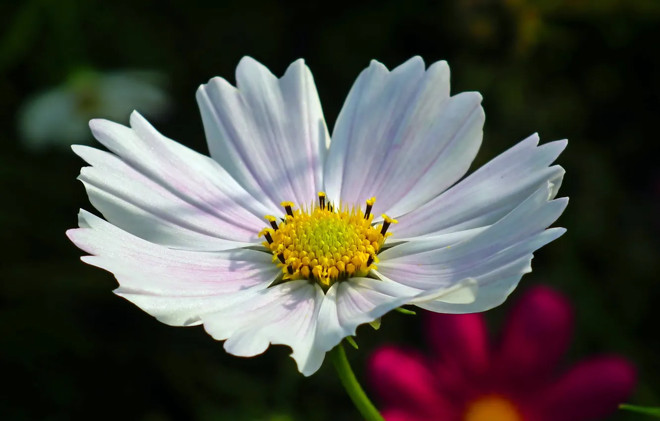 Photo wallpaper macro, close-up, blurred background, kosmeya