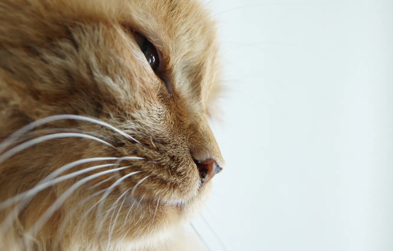 Photo wallpaper cat, profile, squint