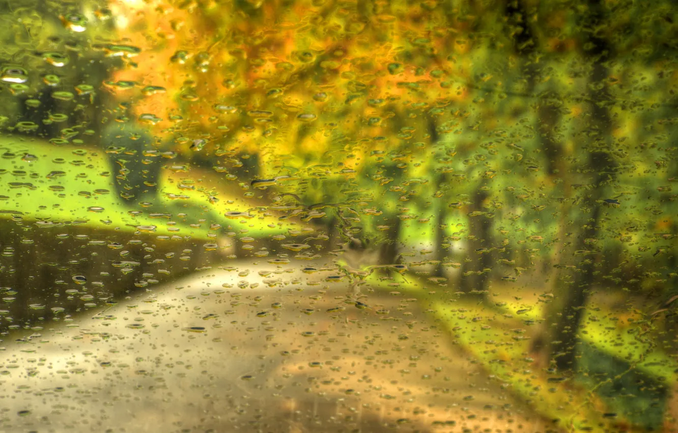 Photo wallpaper autumn, forest, leaves, drops, trees, nature, Park, rain