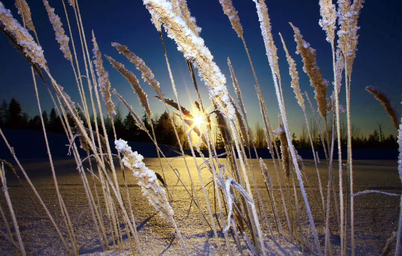 Photo wallpaper forest, landscape, nature