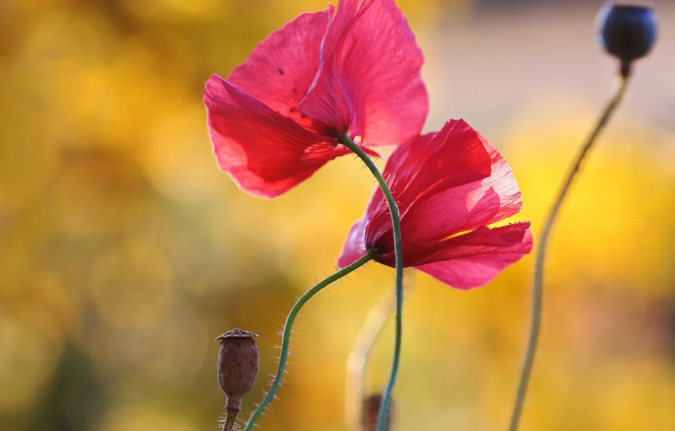 Photo wallpaper flowers, yellow, red, background, two, Maki, pair, pink