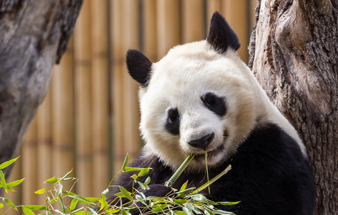 Photo wallpaper face, portrait, bear, Panda