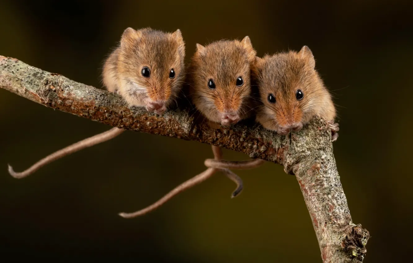 Photo wallpaper branches, background, mouse