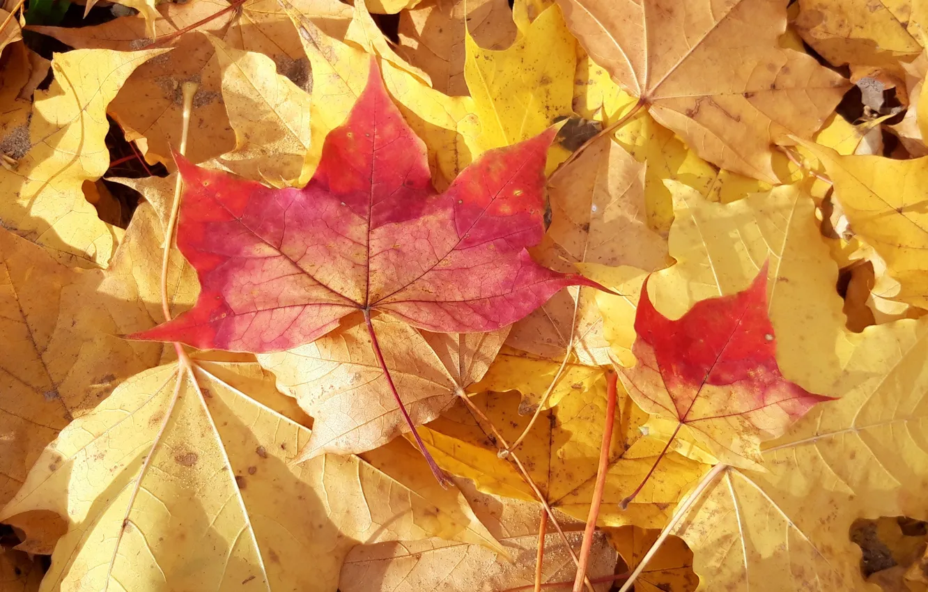 Photo wallpaper leaves, maple, A bit of autumn