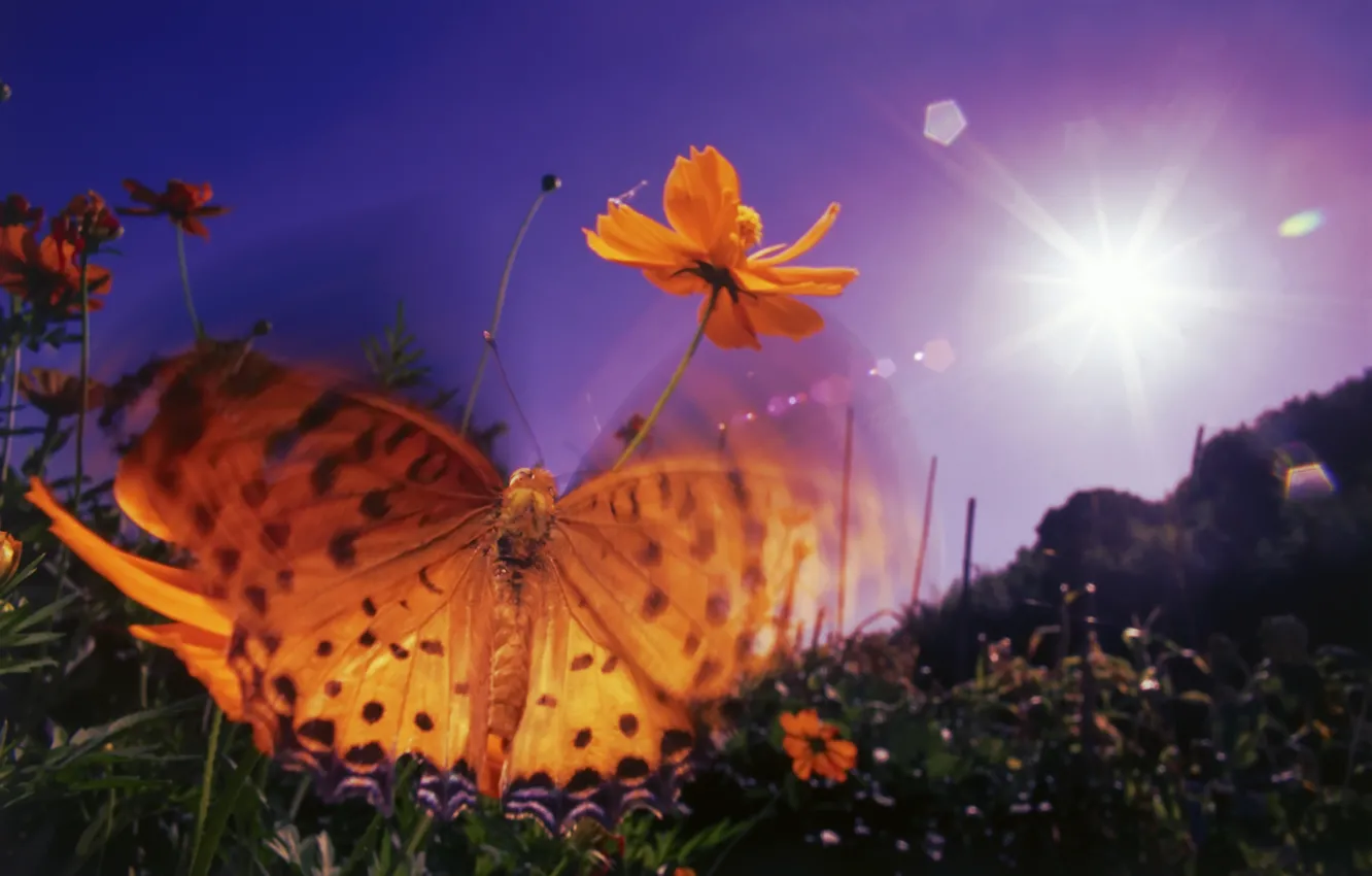 Photo wallpaper purple, the sky, the sun, flowers, orange, glare, butterfly, wings