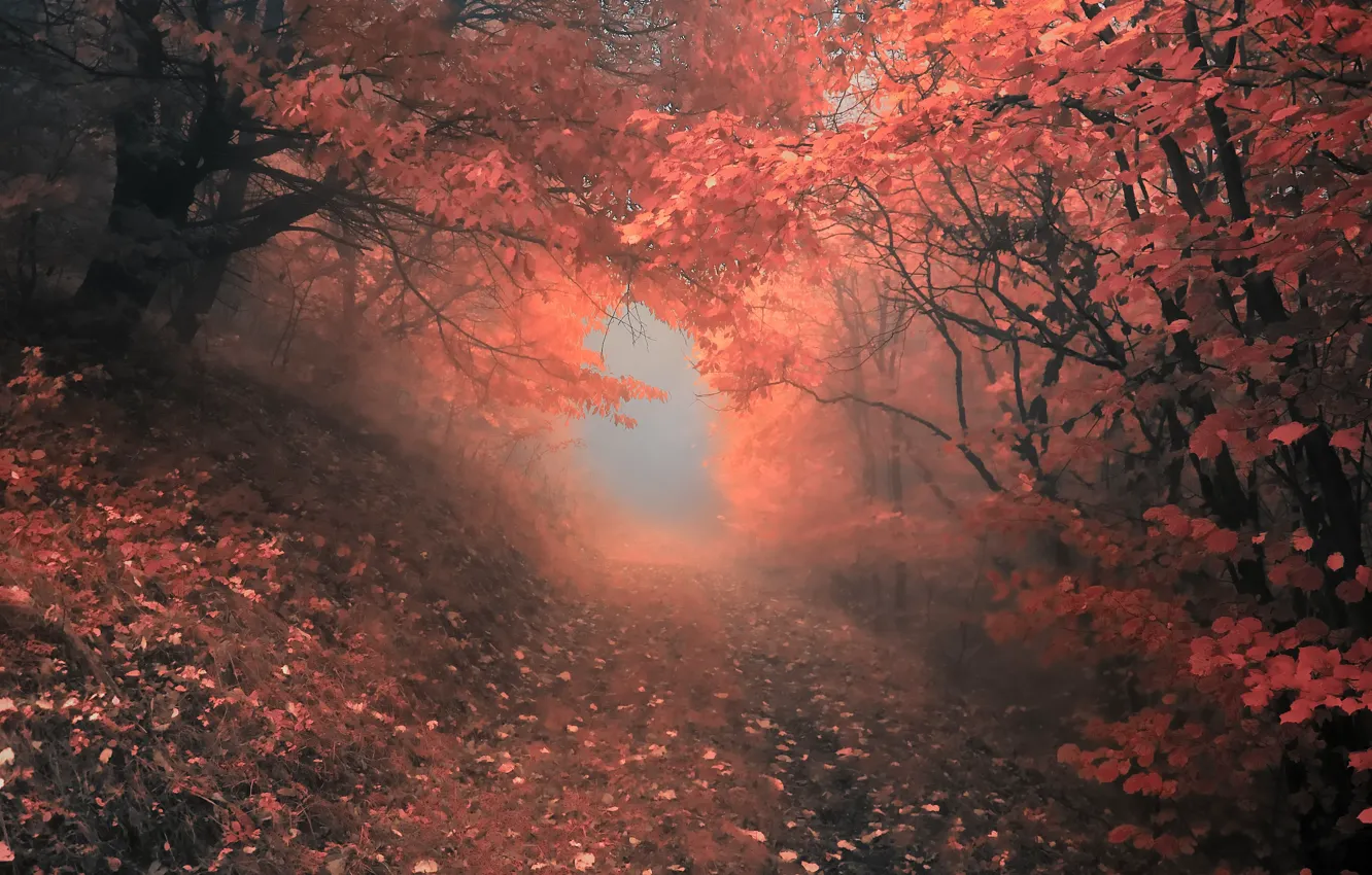 Photo wallpaper autumn, forest, trees, fog, Nature, forest, falling leaves, grove