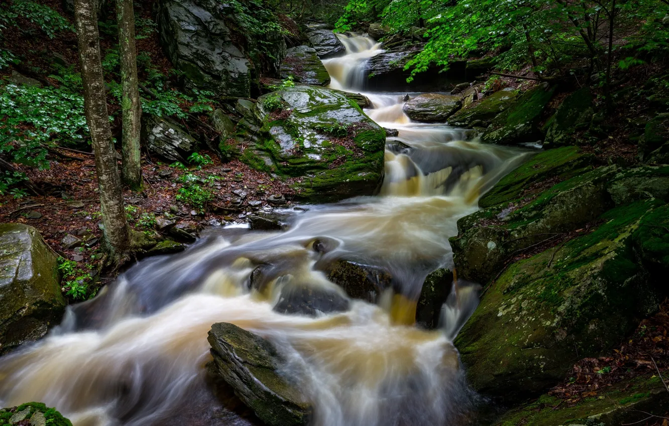 Photo wallpaper greens, water, river, stones, stream