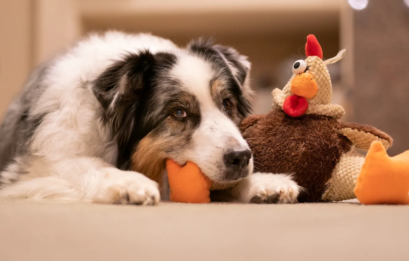 Photo wallpaper look, face, toy, portrait, dog, chicken, floor, lies