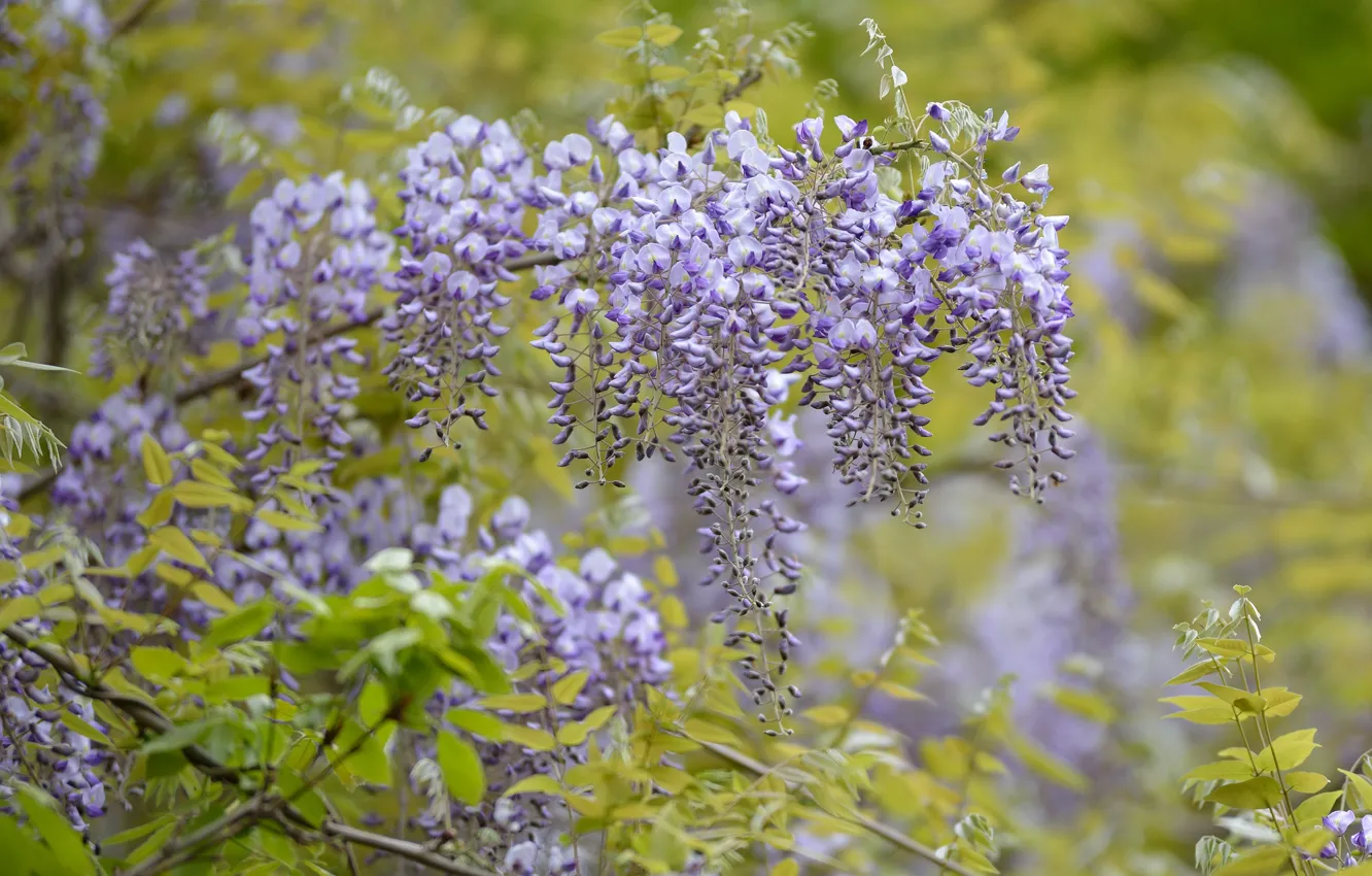 Photo wallpaper trees, flowers, flowering, lilac, Wisteria, Wisteria