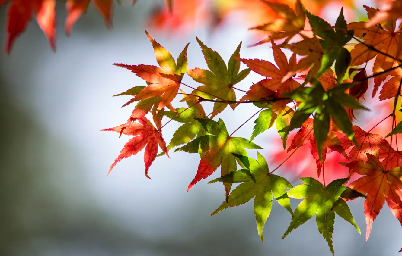 Photo wallpaper autumn, leaves, green leaves, stems, autumn, leaves, red leaves, bokeh