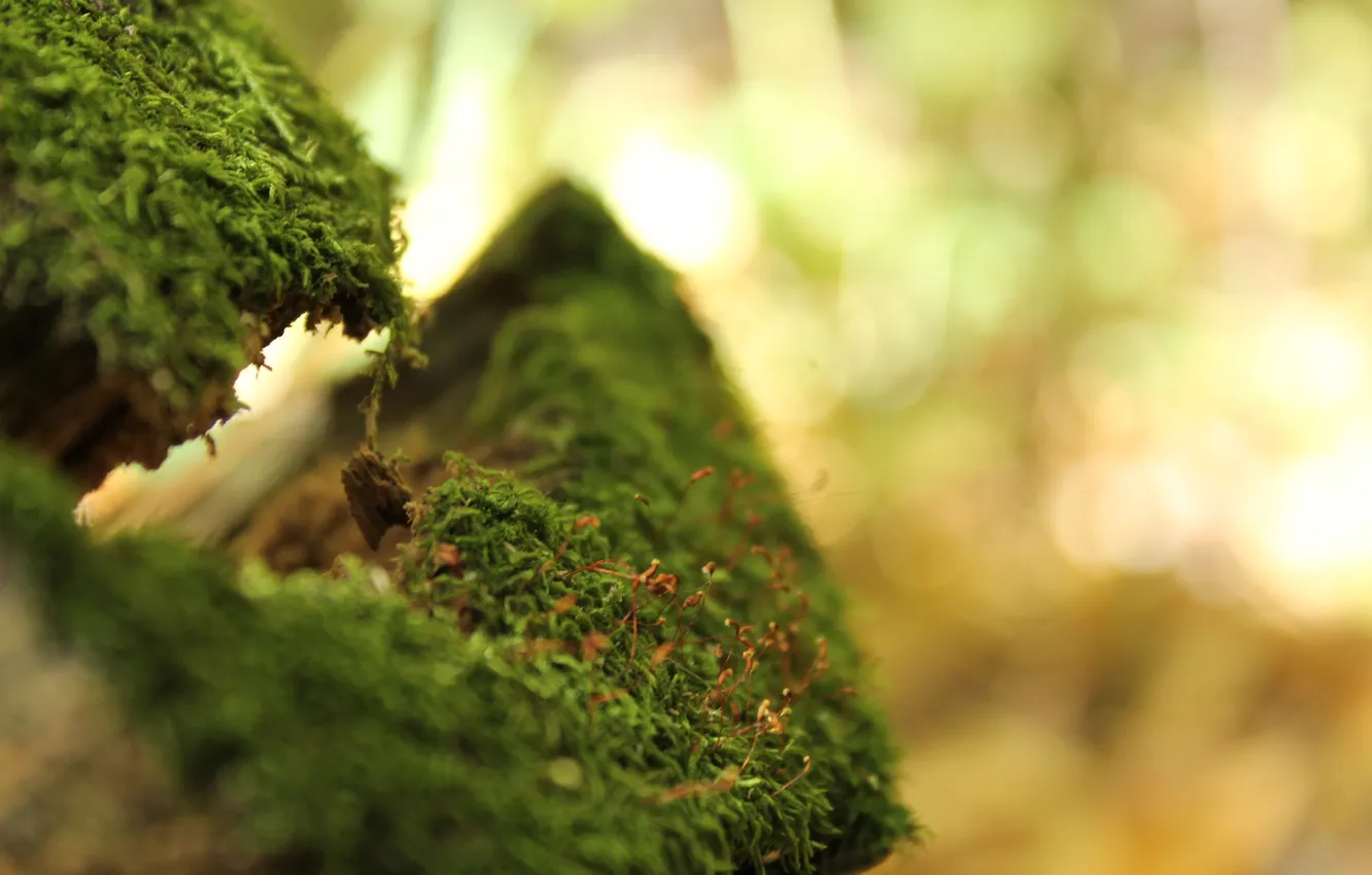 Photo wallpaper forest, moss, old tree