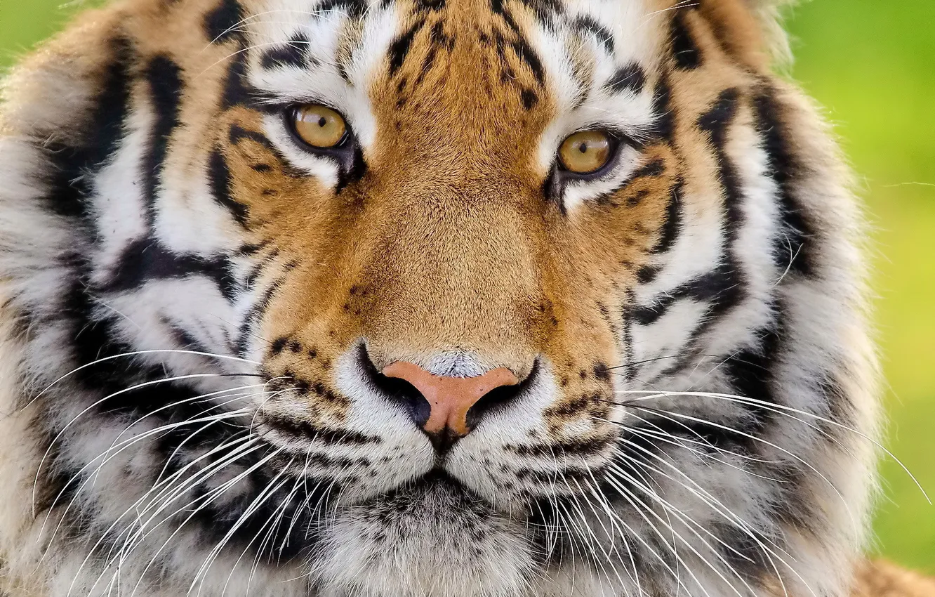Photo wallpaper look, face, tiger