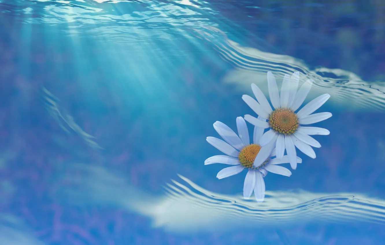 Photo wallpaper sea, water, rays, light, flowers, collage, petals, Daisy