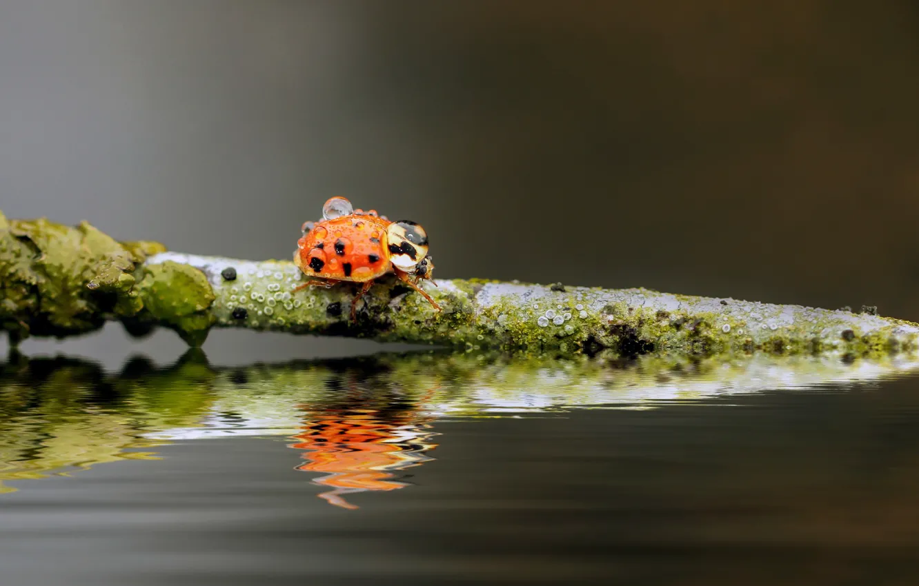 Photo wallpaper water, drops, background, ladybug, branch