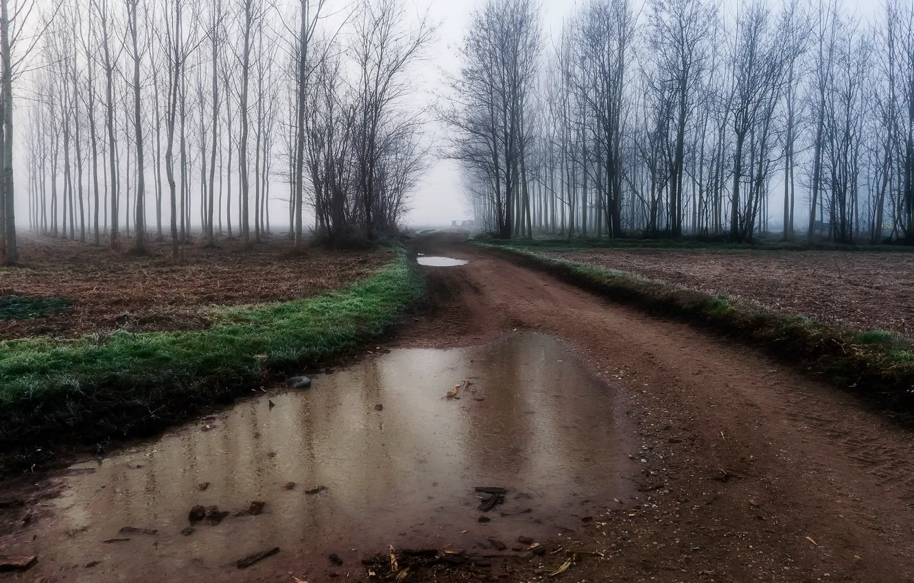 Photo wallpaper road, trees, fog