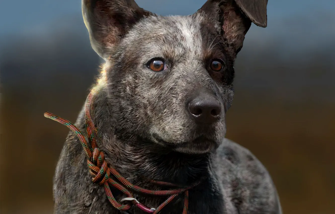 Photo wallpaper game, dog, Ubisoft, Far Cry 5