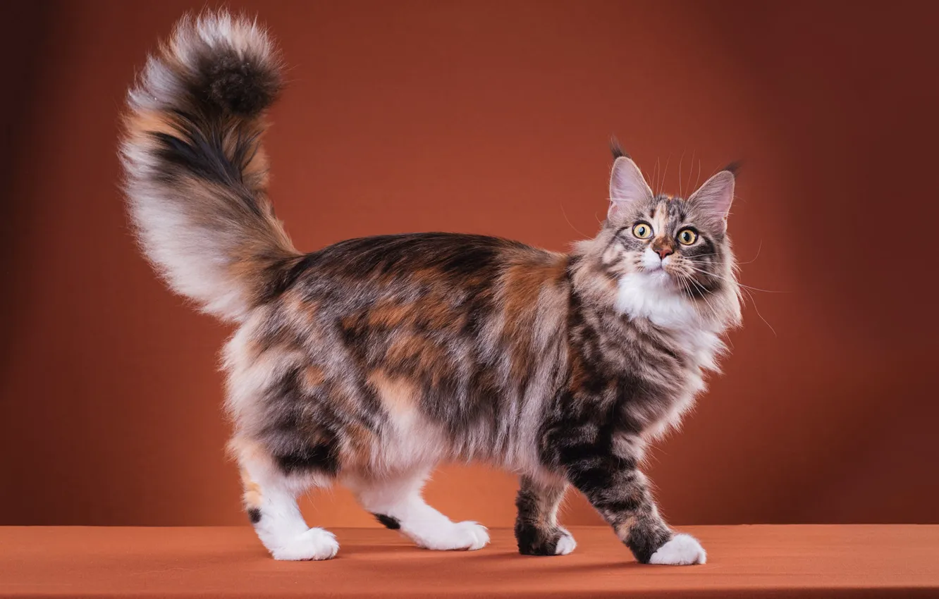 Photo wallpaper Maine Coon, spotted, look, brown background, gait, tail, muzzle, yellow eyes
