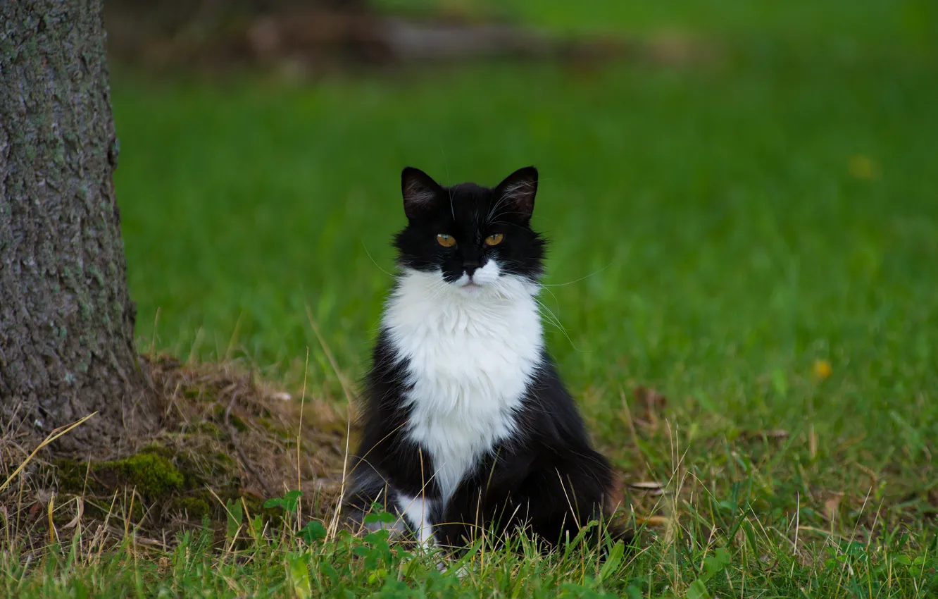 Photo wallpaper cat, grass, cat, Koshak