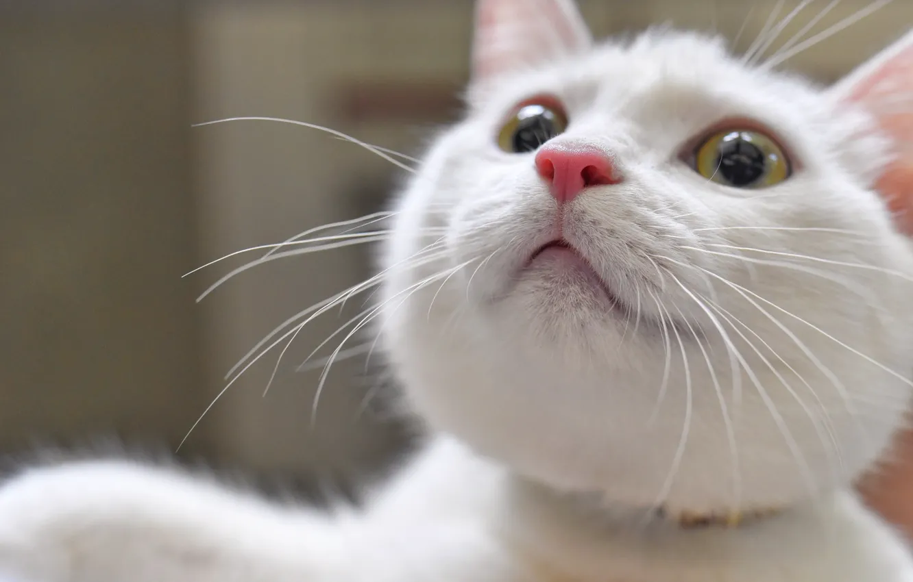 Photo wallpaper cat, cat, mustache, muzzle, white