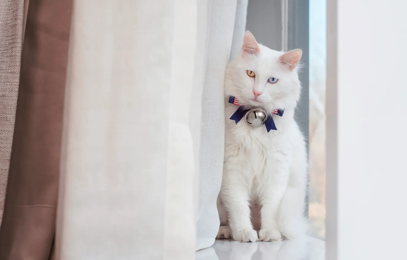 Photo wallpaper cat, white, cat, look, background, light, fluffy, window
