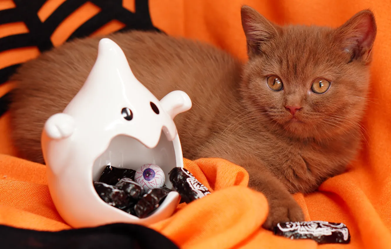 Photo wallpaper autumn, cat, eyes, look, pose, holiday, web, candy