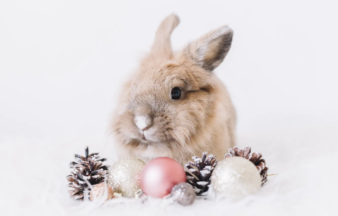 Photo wallpaper balls, snow, fluffy, rabbit, white background, bumps, rabbit