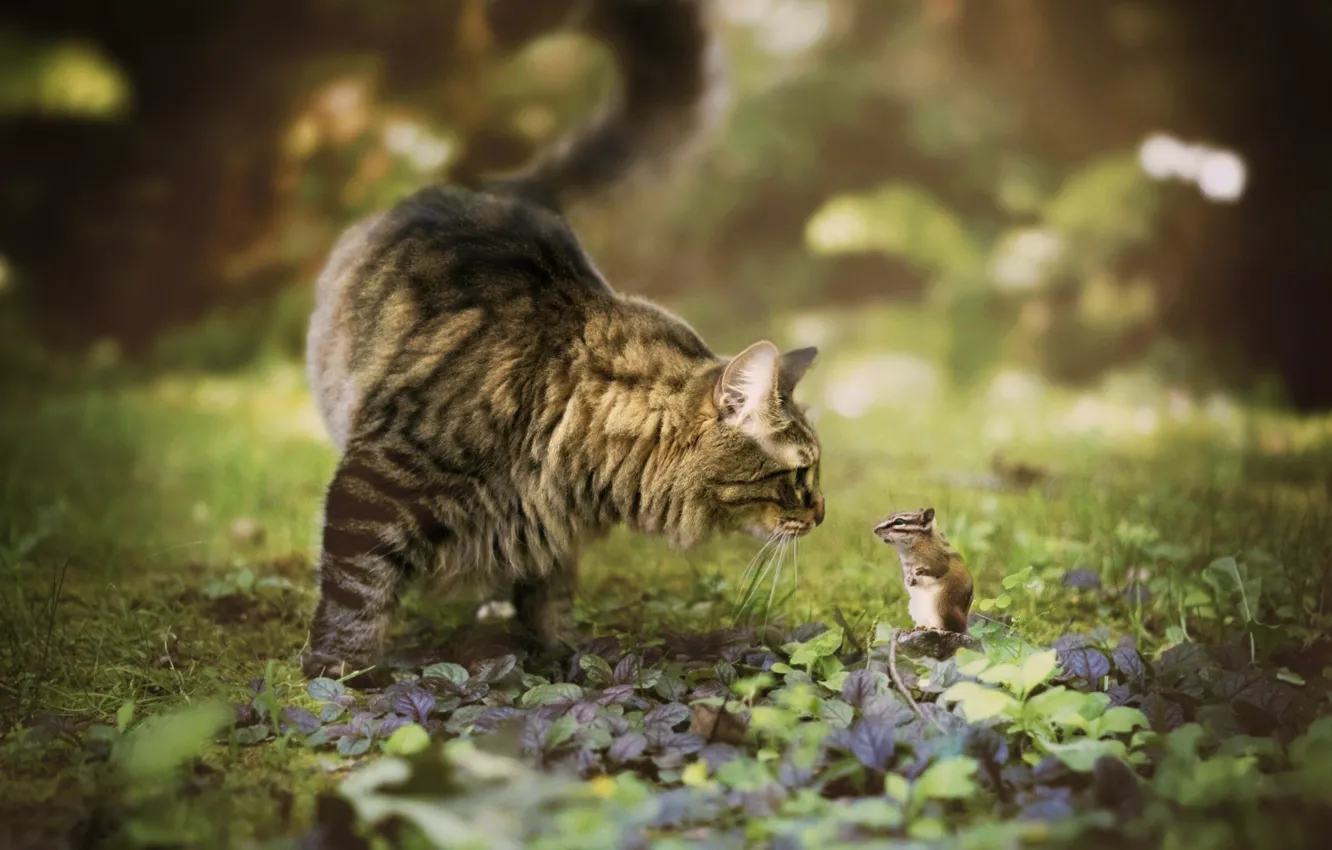 Photo wallpaper cat, meeting, Chipmunk, bokeh, rodent, Maine Coon, familiarity