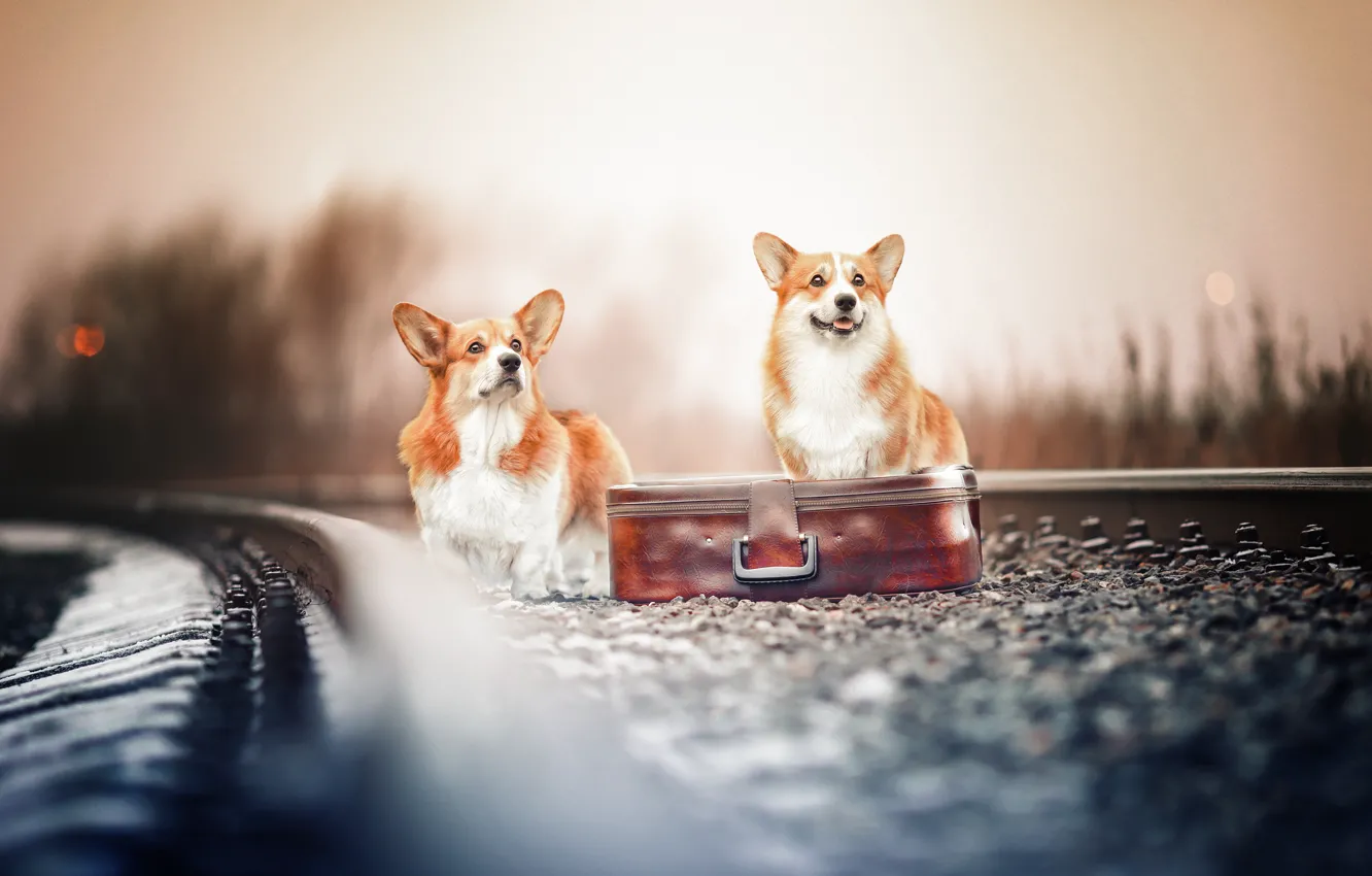 Photo wallpaper railroad, suitcase, a couple, bokeh, two dogs, Welsh Corgi, Natalia Ponikarova
