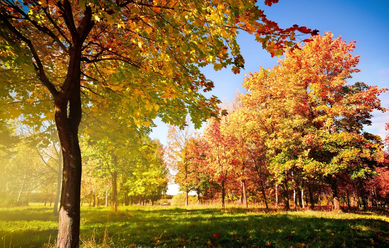 Photo wallpaper autumn, the sun, trees