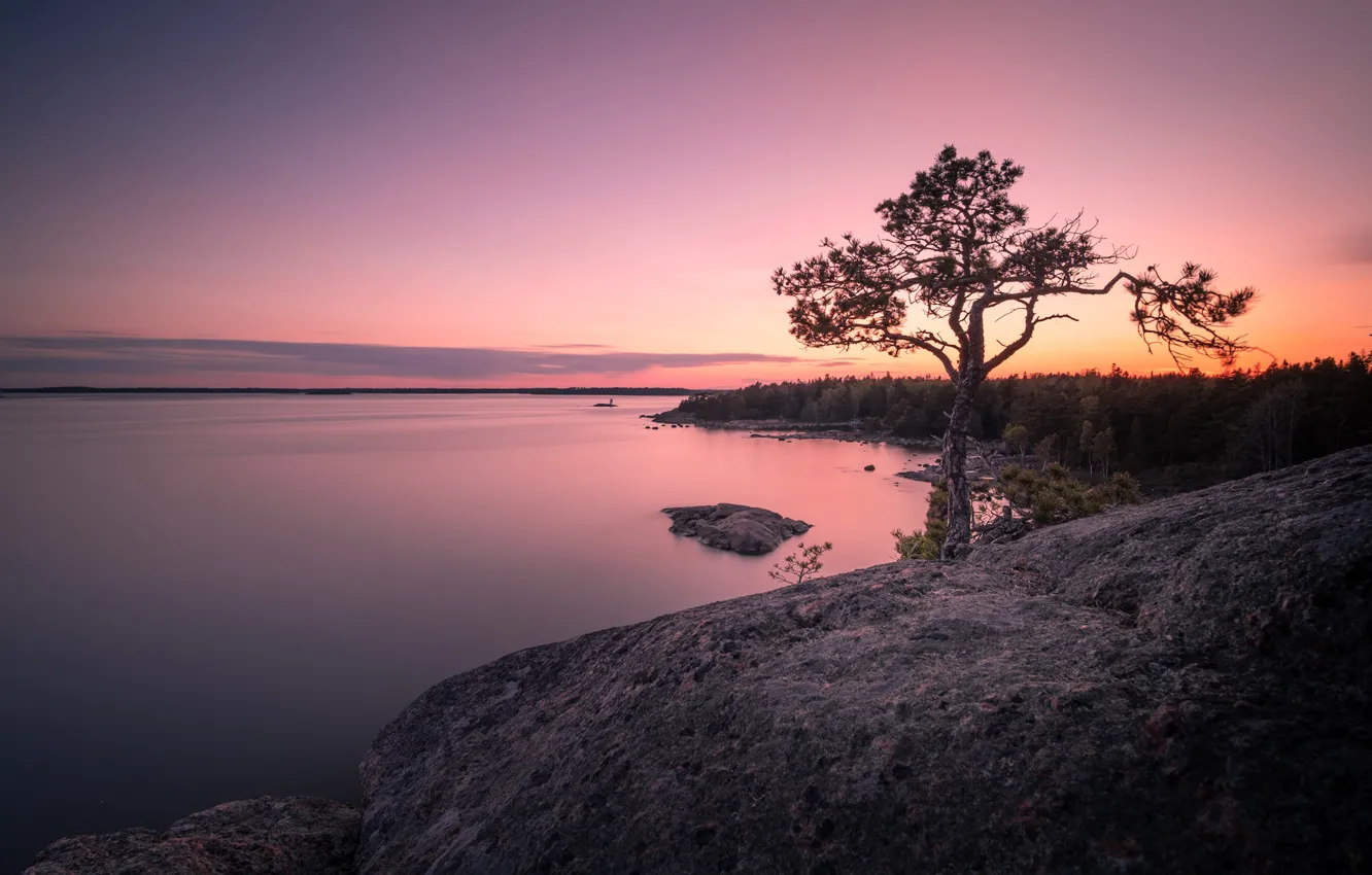 Photo wallpaper forest, trees, sunset, lake, pine