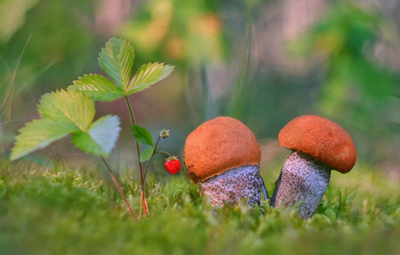 Photo wallpaper mushrooms, strawberries, boletus