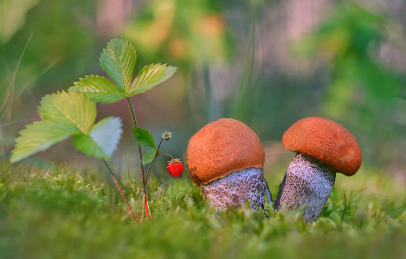 Photo wallpaper mushrooms, strawberries, aspen