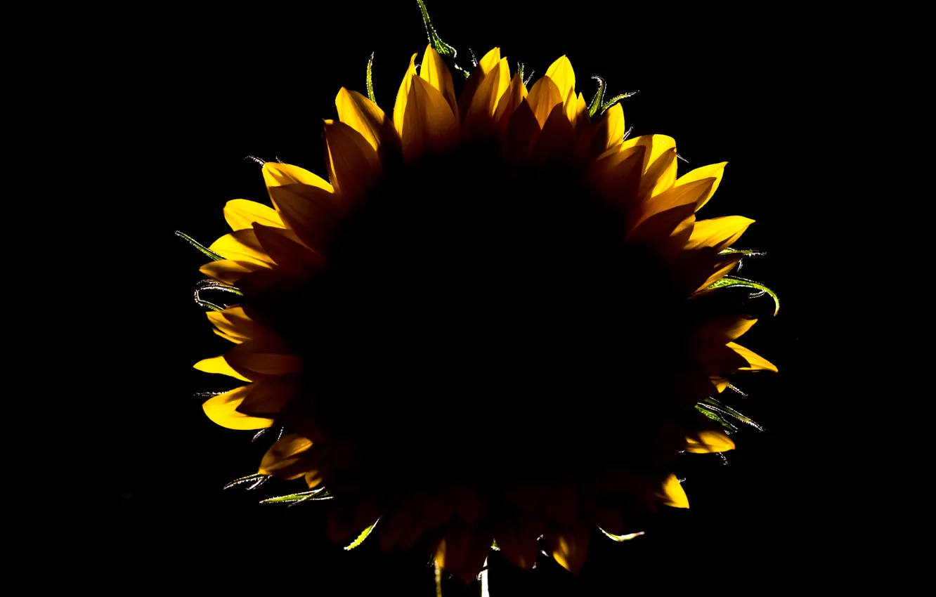 Photo wallpaper flower, sunflower, petals, silhouette