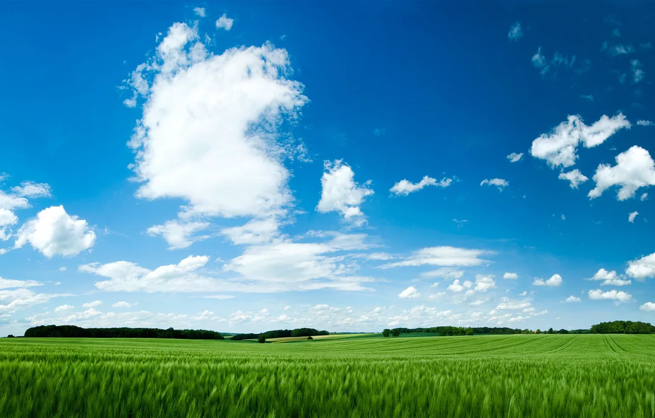 Photo wallpaper field, the sky, grass, green, green field