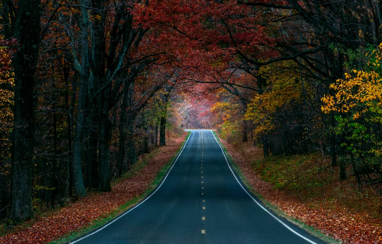 Photo wallpaper road, autumn, forest, trees, nature, paint