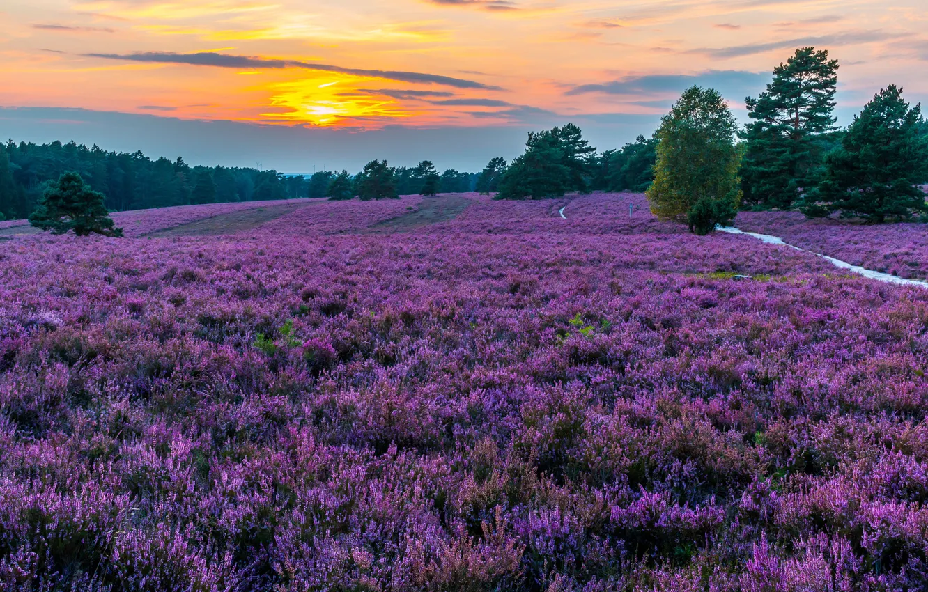 Photo wallpaper nature, fog, dawn, glade, Heather
