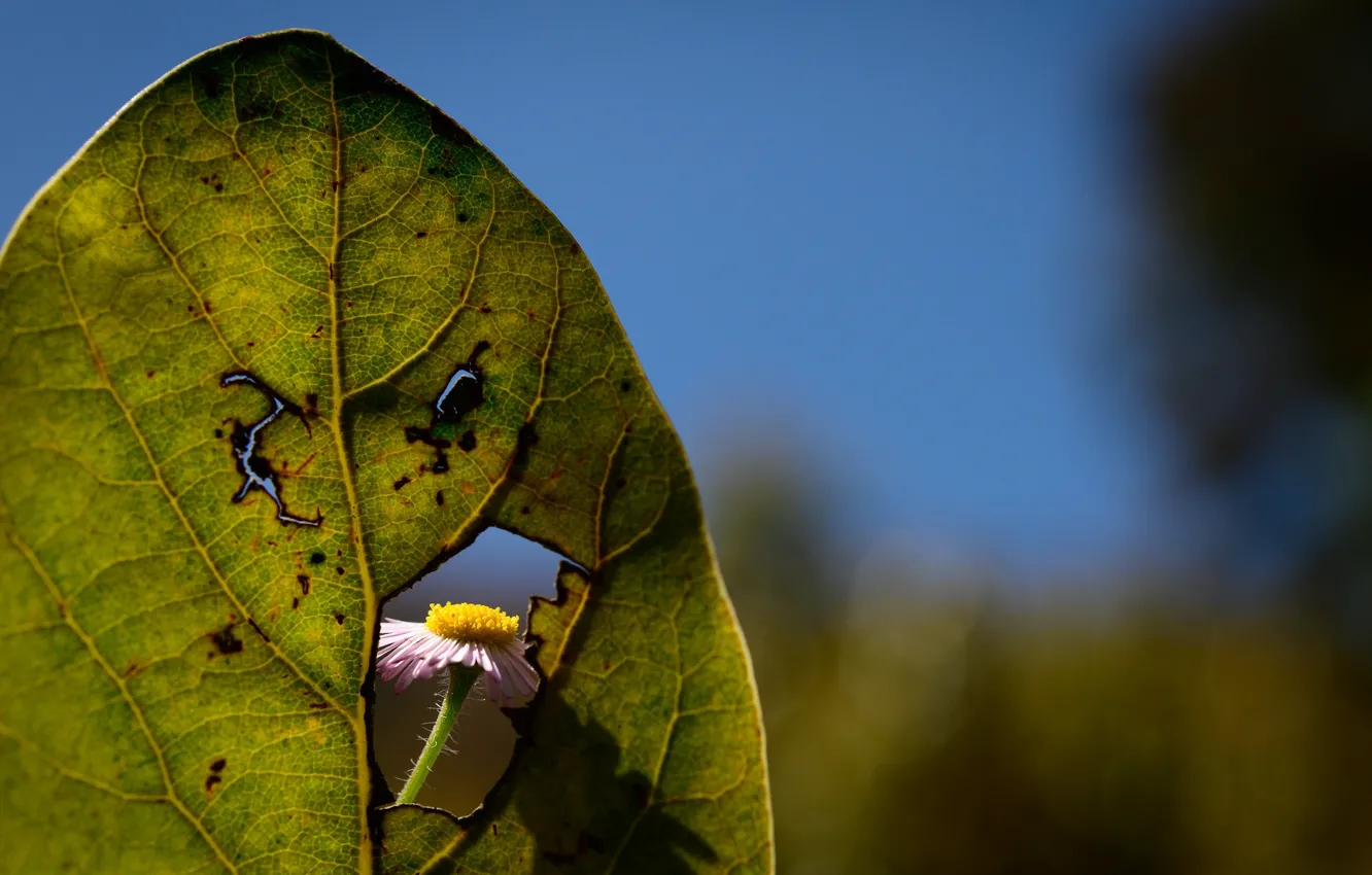 Photo wallpaper leaves, chamomile, hole, Rodrigo Godinez