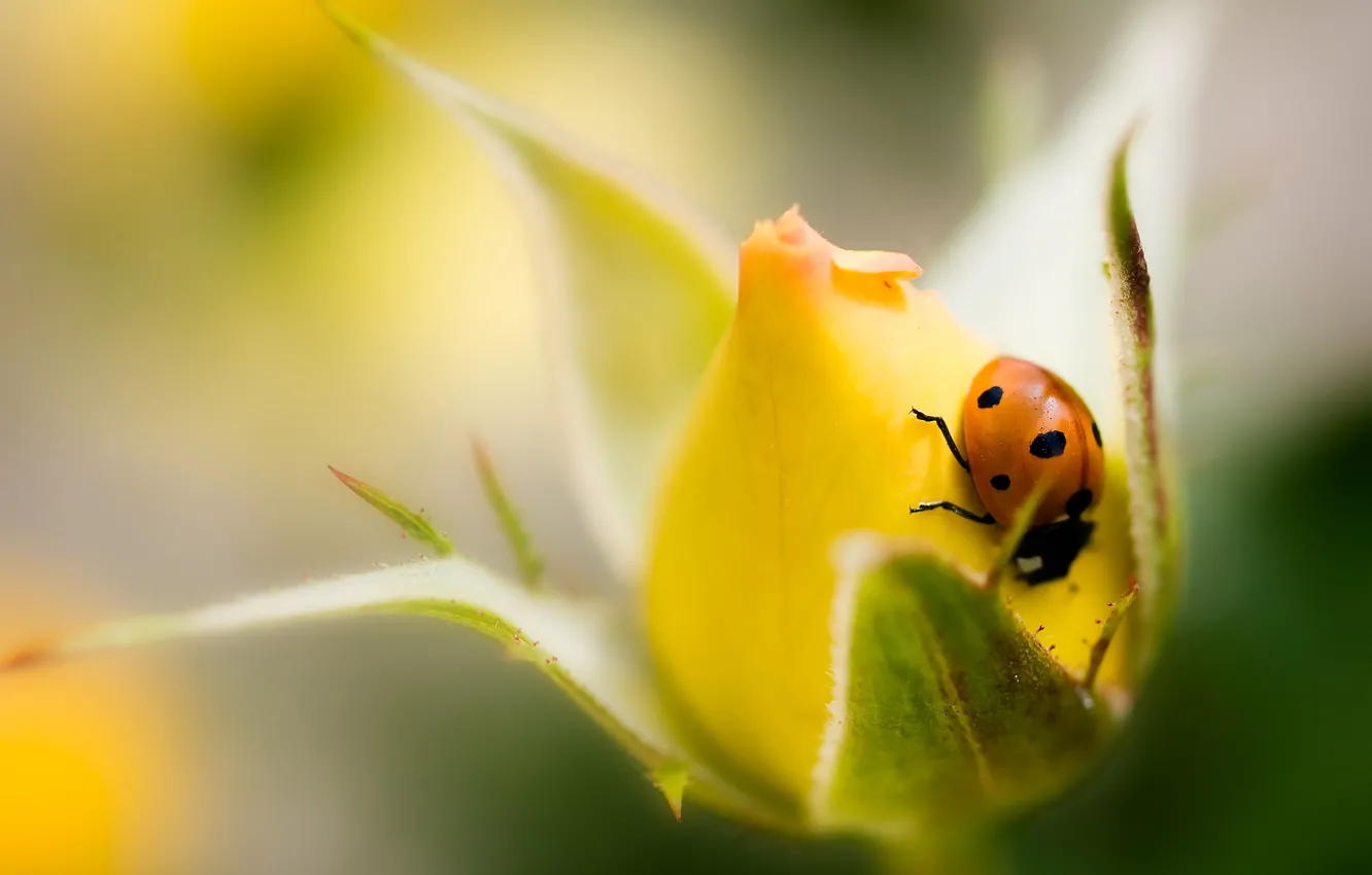 Photo wallpaper flowers, yellow, ladybug, roses, buds