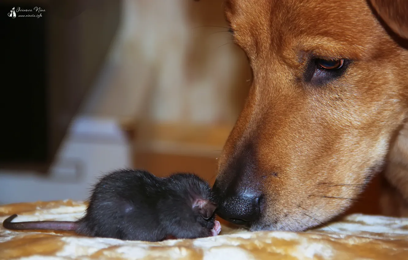 Photo wallpaper animal, dog, rat, Pets