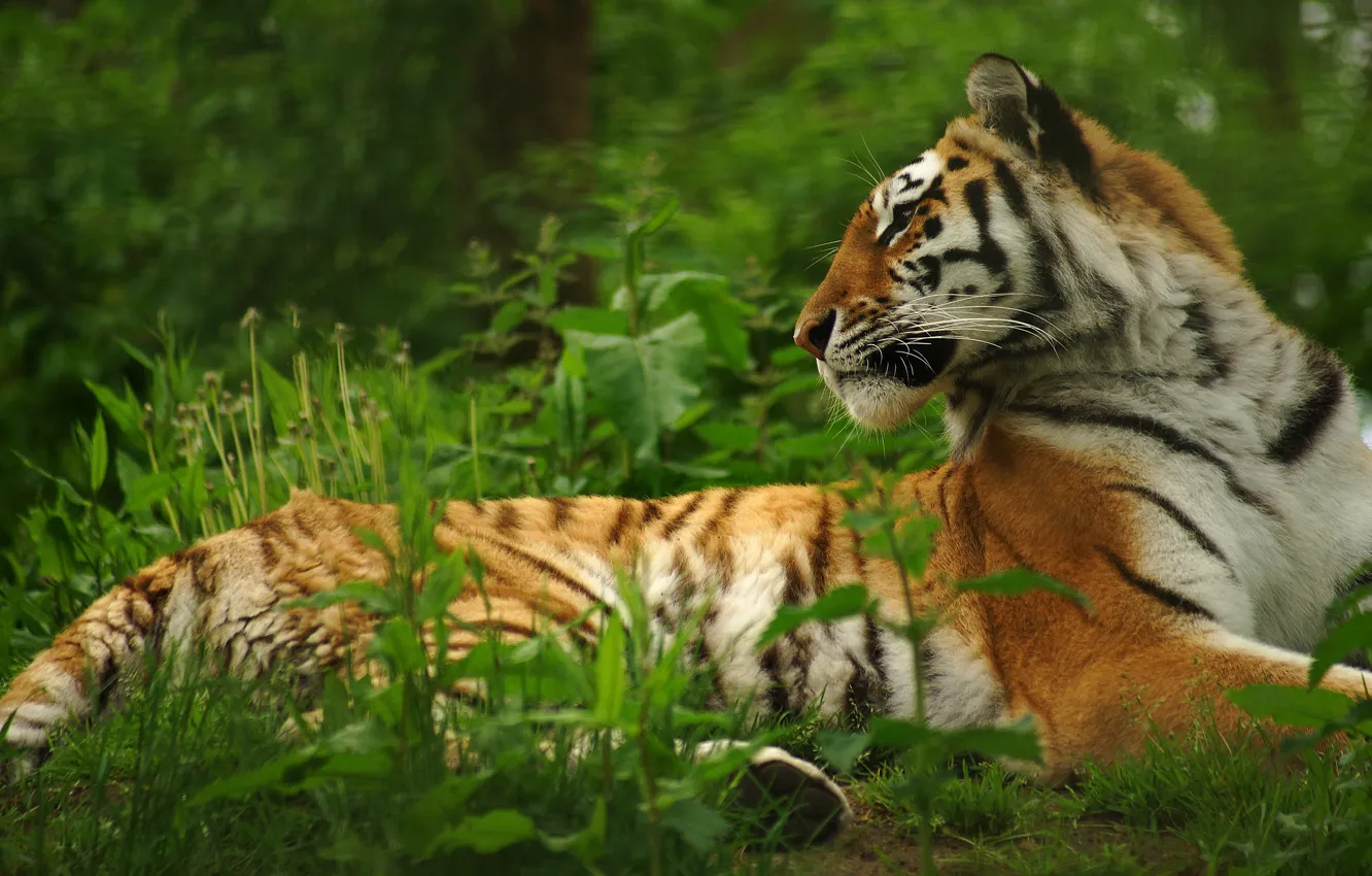 Photo wallpaper greens, grass, tiger, lies, profile, bokeh