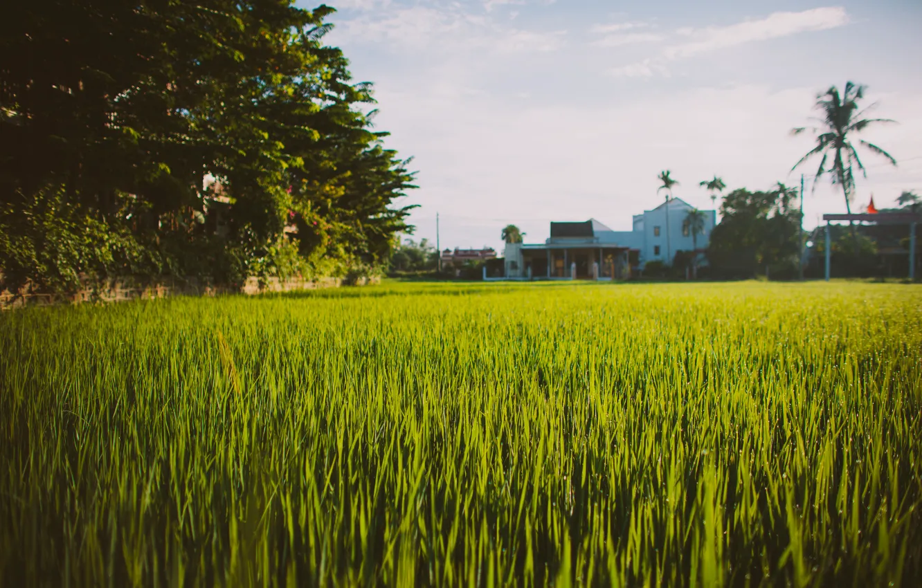 Photo wallpaper summer, grass, green, yard