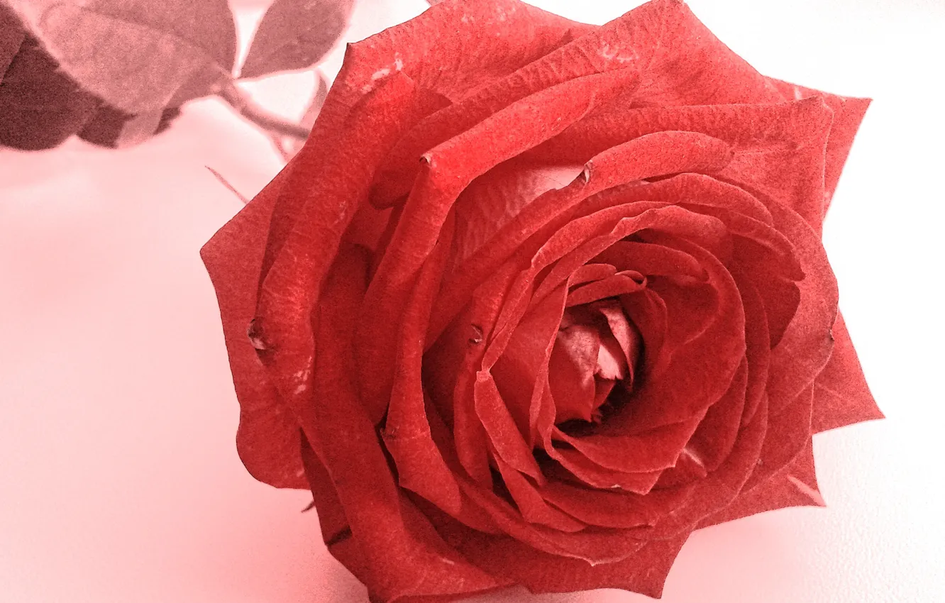Photo wallpaper flower, rose, red