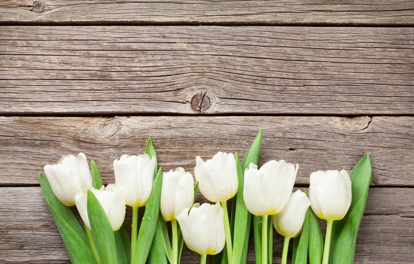 Photo wallpaper flowers, bouquet, tulips, white, wood, flowers, tulips, spring