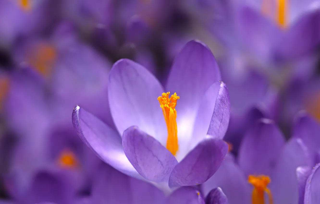 Photo wallpaper macro, flowers, spring, crocuses