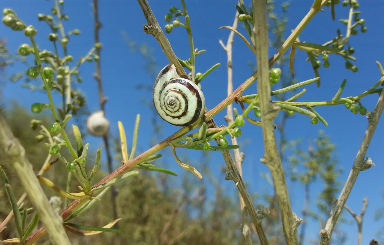 Photo wallpaper summer, Snail, weed, twigs, the sky is blue