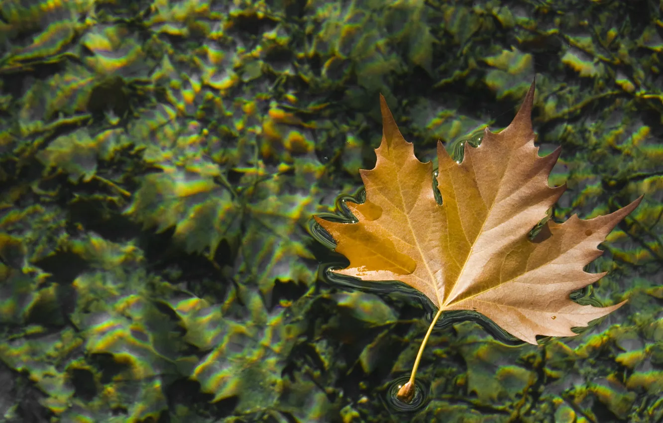 Photo wallpaper autumn, water, Autumn leaf